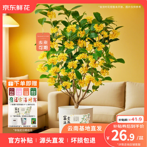 某東鮮花 云南直發(fā) 4~5年壯苗桂花帶土盆栽（贈花盆+肥料+送賀卡）