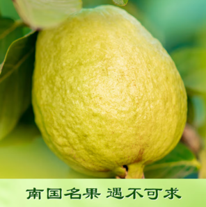 脆軟兩吃甜蜜加倍！京鮮生 樹熟軟糯奶油芭樂 凈重2.5斤裝/單果150g+