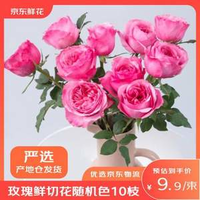 京東鮮花 玫瑰花鮮切花 10枝