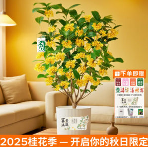 云南基地直發(fā)！某東鮮花 云南直發(fā) 4~5年壯苗桂花帶土盆栽（贈(zèng)花盆+肥料+送賀卡）