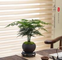 耐旱耐寒！八芽 禪意盆文竹 含密胺托盤