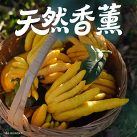京東鮮花 佛手柑250-300g+高級(jí)樹脂托盤+賀卡鮮切枝觀賞套裝