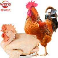 上市公司出品！溫氏 供港農(nóng)養(yǎng)林地大公雞 2.4斤
