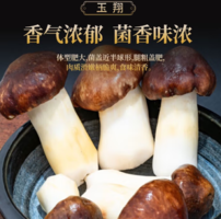 云南特產(chǎn)！京鮮生  新鮮姬松茸 凈重1斤