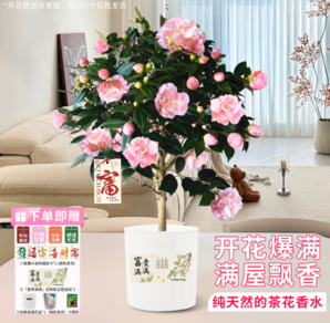 新手也能輕松養(yǎng)活！某東鮮花 耐寒四季山茶花苗盆栽（帶花苞發(fā)貨）