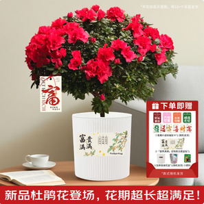 某東鮮花 云南直發(fā)杜鵑花花苗盆栽（帶花苞發(fā)貨）