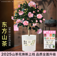 京東鮮花 耐寒四季山茶花苗盆栽（帶花苞發(fā)貨）