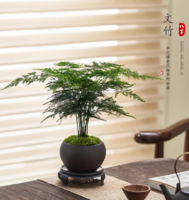 耐旱耐寒！八芽 禪意盆文竹 含密胺托盤