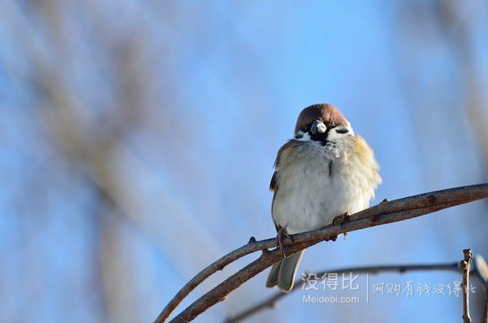 Nikon 尼康 D7100 单反机身 拆机版  4099元包邮