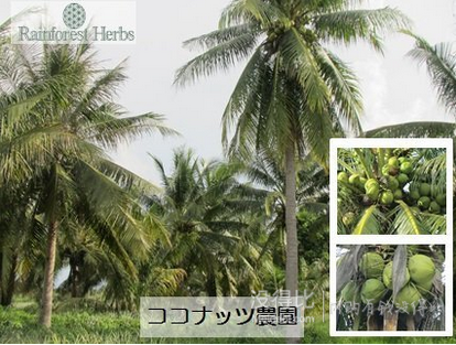 JAS认证！Rainforest herbs 天然有机低温压榨椰子油 500ml