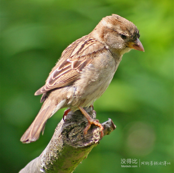 SIGMA 适马 AF APO 70-300mm 远摄变焦镜头 