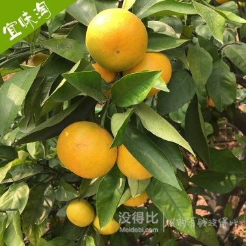 宜昌窑湾蜜桔 黄皮清甜蜜桔5斤装（25-30个）9.9元包邮