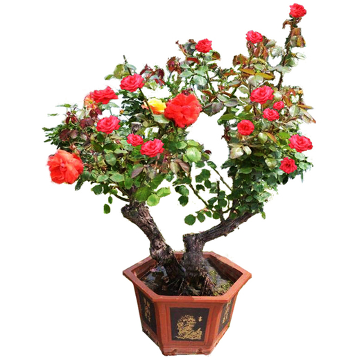 锐然多花蔷薇庭院盆栽