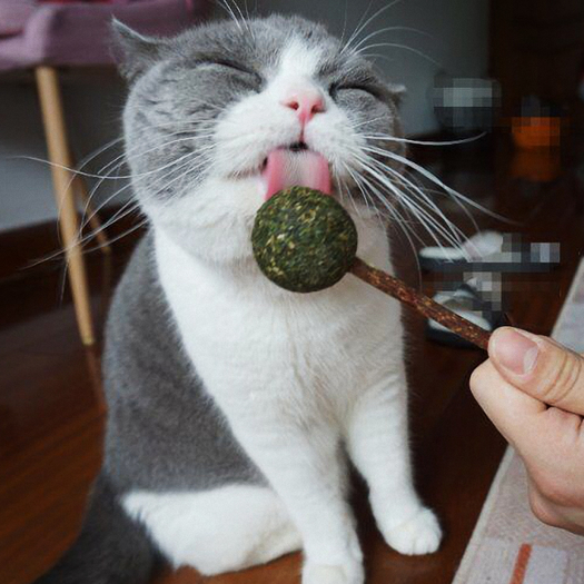 宠物猫咪薄荷球木天蓼棒棒糖