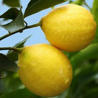 公益助农  柠檬二三级果 随机发货5斤