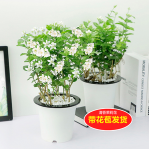 爱可达 茉莉花盆栽 带花苞原盆 8.8元包邮（需用券）