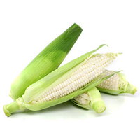 新鲜白糯玉米5斤