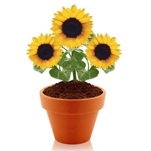 向日葵种子盆栽植物套餐