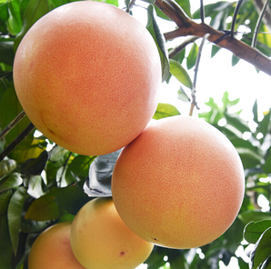 听甜 精品平和琯溪蜜柚 三红柚子2粒 1.8-2.5kg