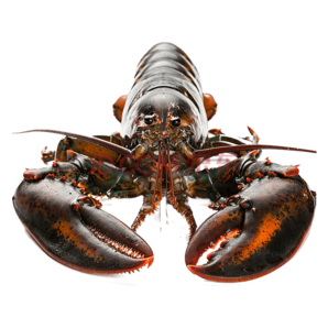 【活鲜】獐子岛 加拿大龙虾进口海鲜 鲜活 大龙虾活虾波士顿龙虾 650g-720g