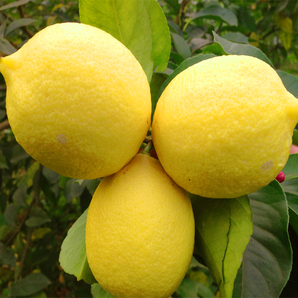 罗克珊 四川安岳柠檬 5.5斤 7.9元包邮（双重优惠）