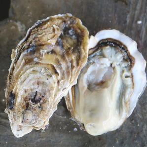 山东特产 新鲜威海乳山牡蛎 10斤 68元包邮