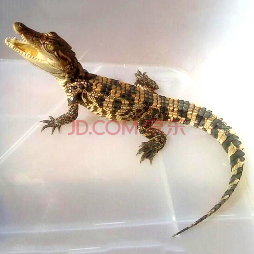 鳄鱼活体宠物活体小鳄鱼苗动物泰鳄活体 单只小泰鳄30cm左右长