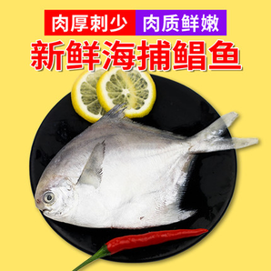 野生银鲳鱼新鲜小金昌鱼鲜活冷冻平鱼  3斤