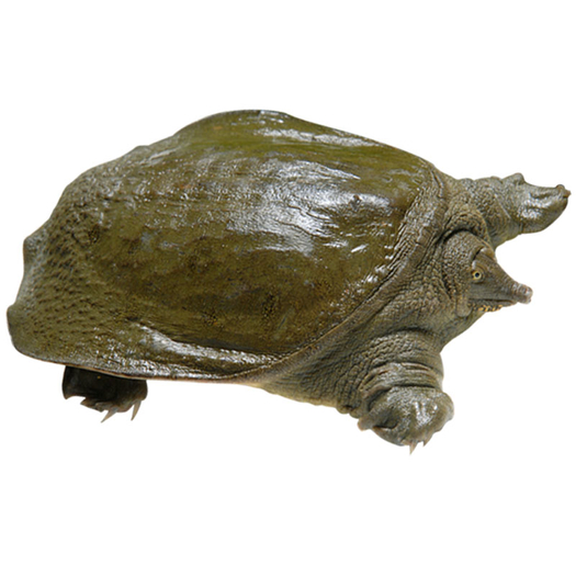 荷蟹洪湖甲鱼活体野养三年龄小团鱼112斤