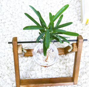 周乡川 创意水培绿萝玻璃摆件植物  10.68元包邮（需用优惠券）