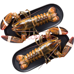 【鲜活】加拿大大龙虾（波士顿龙虾） 450-550g 2只装