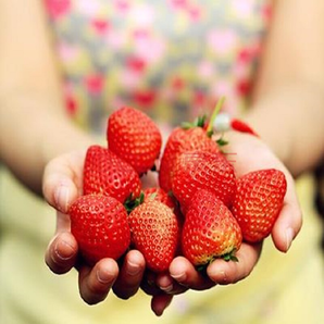 上海丨  天天草莓园 | 采摘美食两不误 即日起-2019年4月30日 2大1小家庭套餐