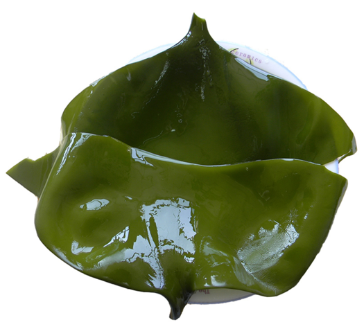 客聚多 荣成特产 新鲜盐渍海带头 5斤17.9元包邮