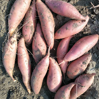 红薯新鲜农家自种5斤