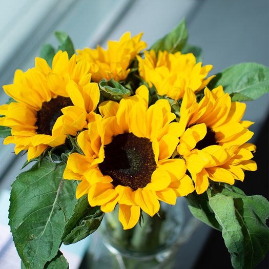 宜花向日葵花束5朵259元包邮需领券