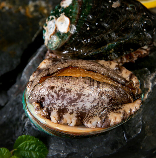 味库鲜活鲍鱼1012头500g