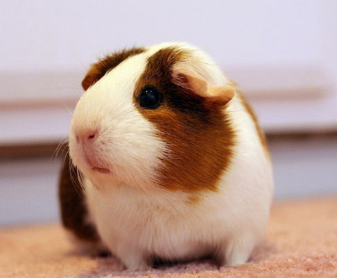 荷兰猪活体宠物豚鼠2只新手套餐