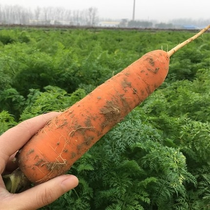 倾城十年胡萝卜净重10斤