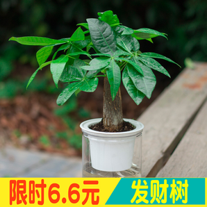 秋忆浓 发财树盆栽 15-20cm 10.6元包邮
