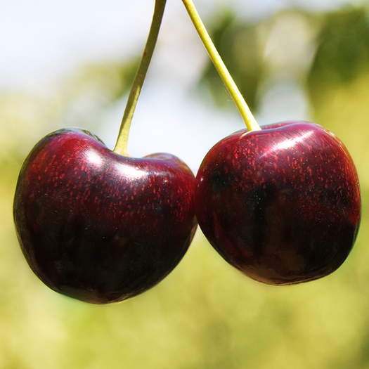 兰维乐oravida新西兰进口车厘子皇后镇樱桃28mm1kg