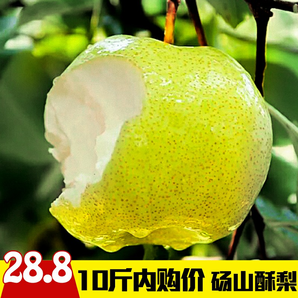  新鲜安徽砀山酥梨现摘精选 酥脆水果鲜果香梨10斤装