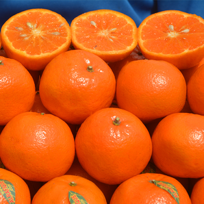 逸知鲜 巴基斯坦进口大柑橘 5斤 29.9元包邮（需领券）