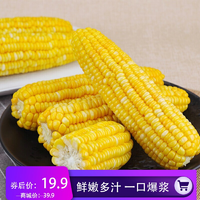 【粤供优品】水果玉米甜玉米棒生鲜即食嫩脆5斤装