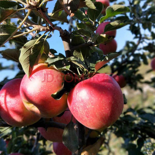 嘉丰 米奇拉苹果 中小果3斤装 13.8元包邮(需用券)