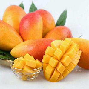 海南贵妃芒红金龙芒果净重9斤319元包邮