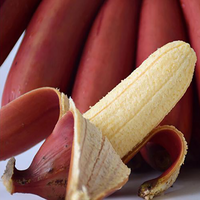 龙烜 福建土楼红香蕉美人蕉新鲜孕妇水果红皮香蕉芭蕉小米蕉5斤装
