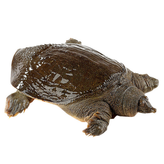 静生 中华生态清水鳖 鲜活大甲鱼 1斤新低24.8元包邮