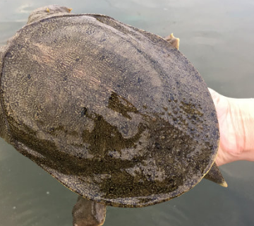 果味来中华生态清水鳖鲜活大甲鱼1斤