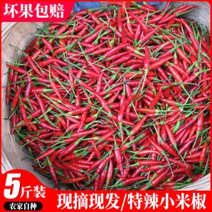 河南新鲜红小米辣椒3斤