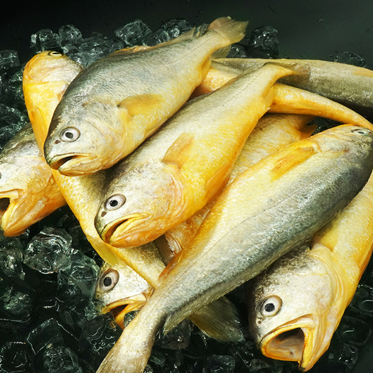 鲜拔头筹 新鲜大黄花鱼 5斤